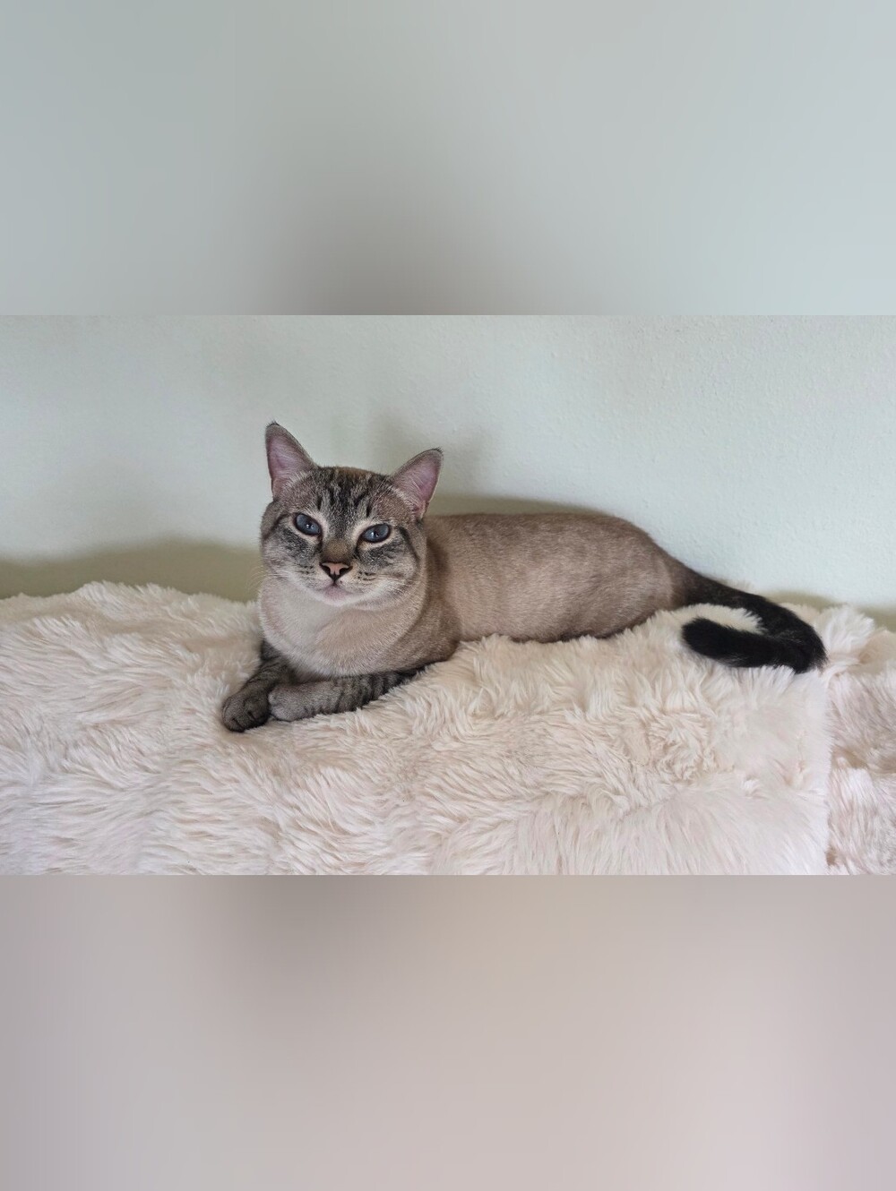 20% Or $75 Donated Monthly To A Local Humane Society